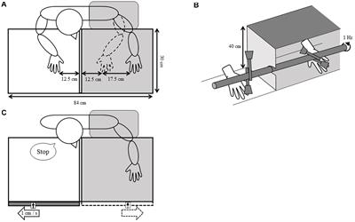 Did My Hand Move in a Mirror? Body Ownership Induced by the Mirror Hand Illusion